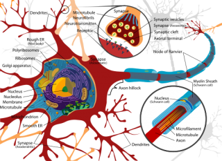 complete_neuron_cell_diagram_en-svg